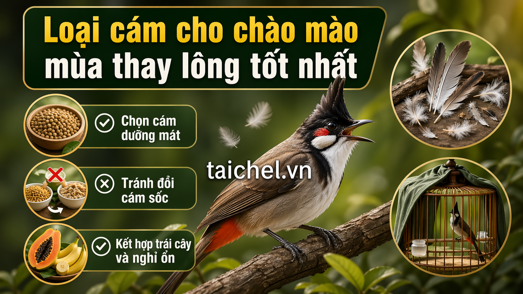 Infographic: Loại Cám Cho Chào Mào Mùa Thay Lông Tốt Nhất: Chọn Đúng Để Lông Ra Mượt, Không Bị Nóng
