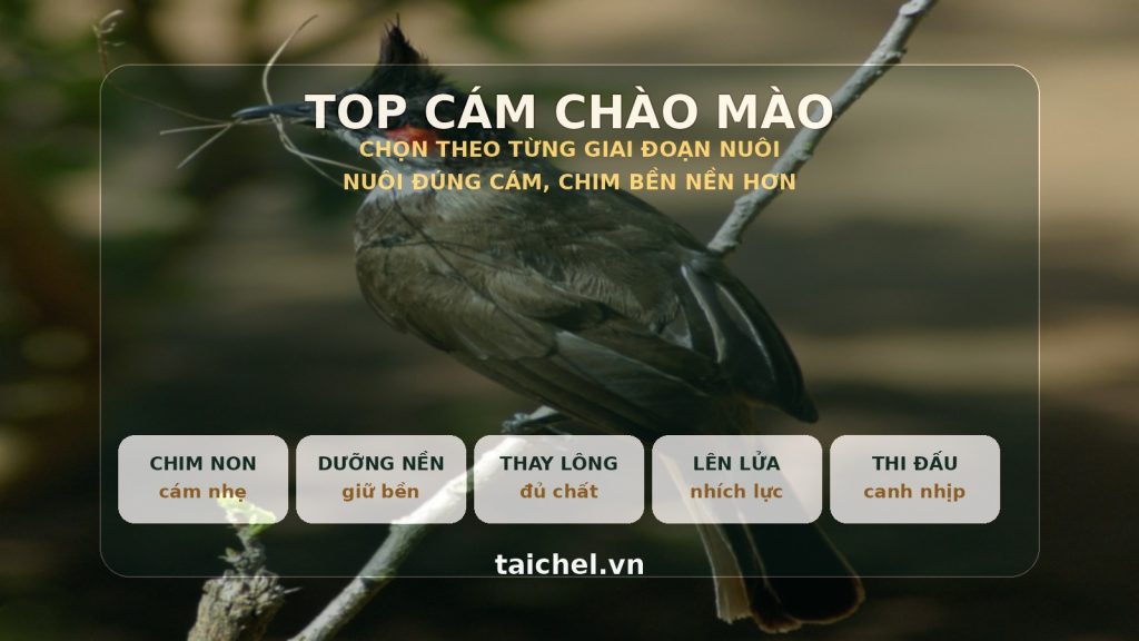 Ảnh bìa chọn cám chào mào theo từng giai đoạn nuôi với bố cục editorial dạng stage cards