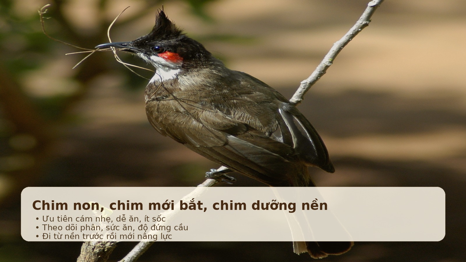Ảnh minh họa chim non và chim dưỡng nền