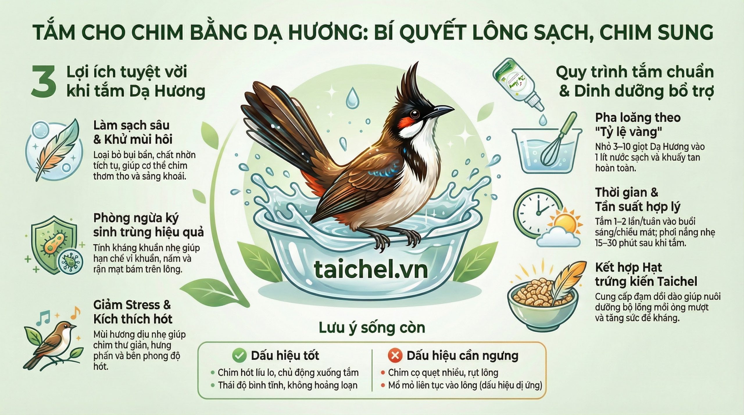 Infographic hướng dẫn nguyên tắc và tỷ lệ pha Dạ Hương để tắm cho chim cảnh an toàn.