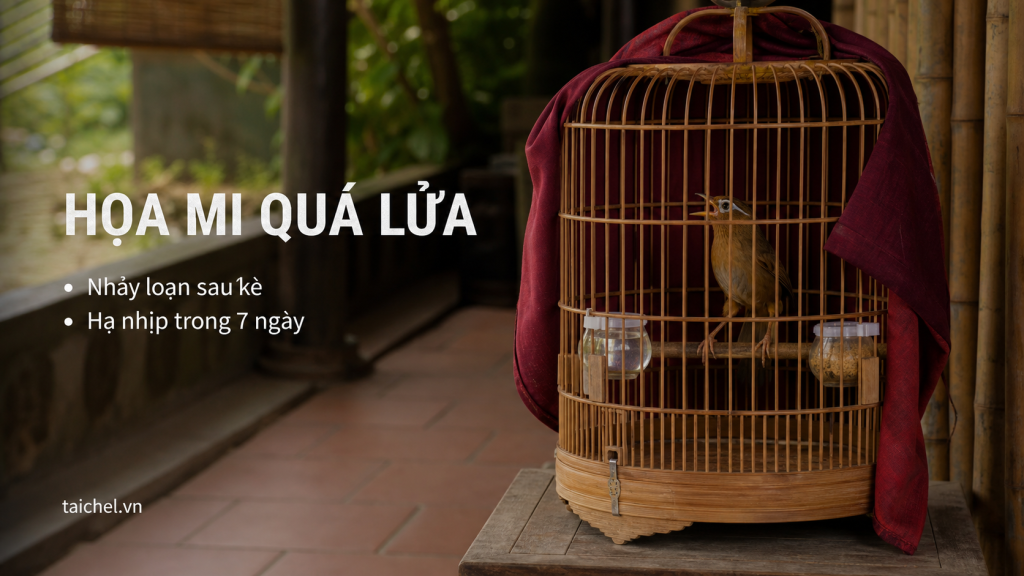 Ảnh bìa họa mi quá lửa nhảy loạn sau kè, hạ nhịp trong 7 ngày