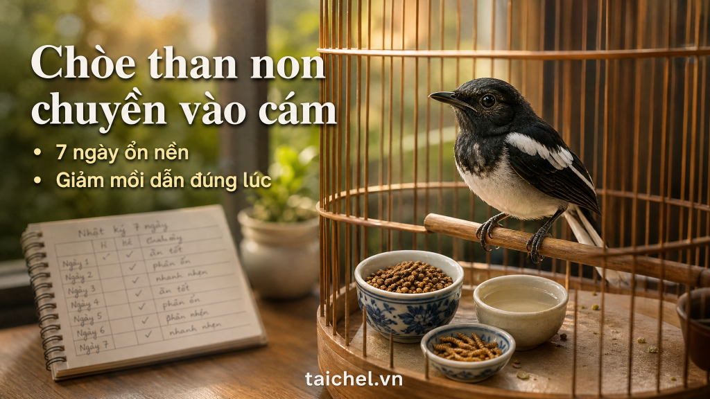 Ảnh bìa chòe than non chuyền vào cám, lộ trình 7 ngày không tụt nền