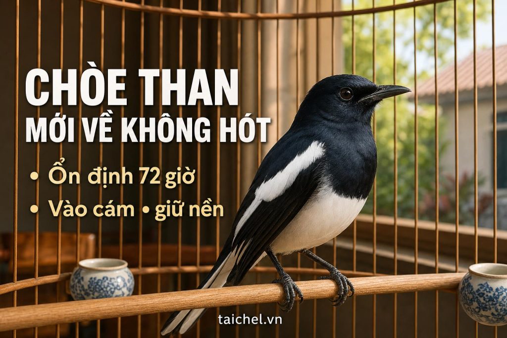 Ảnh bìa chòe than mới về không hót, ổn định 72 giờ và vào cám