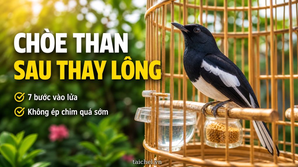 Ảnh bìa chòe than sau thay lông chưa hót, 7 bước vào lửa lại