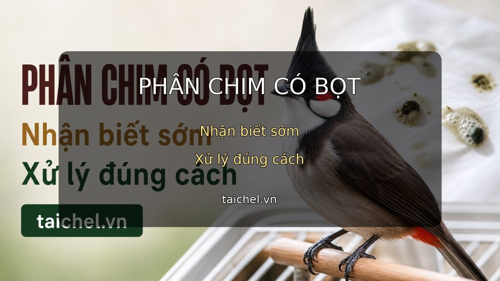 Ảnh bìa phân chim cảnh có bọt nhớt nhận biết sớm xử lý đúng cách