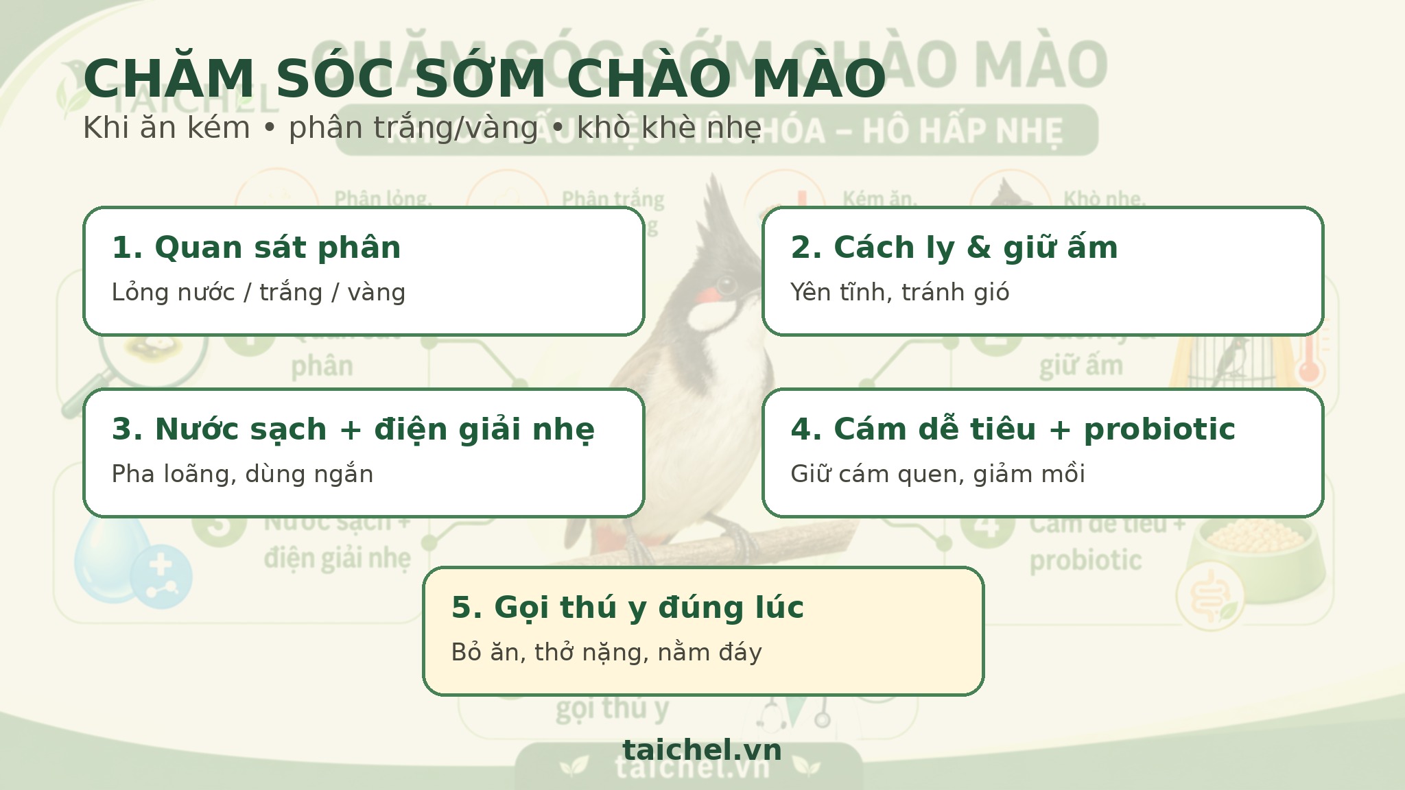 Infographic quy trình chăm chào mào ăn kém phân lỏng khò khè nhẹ
