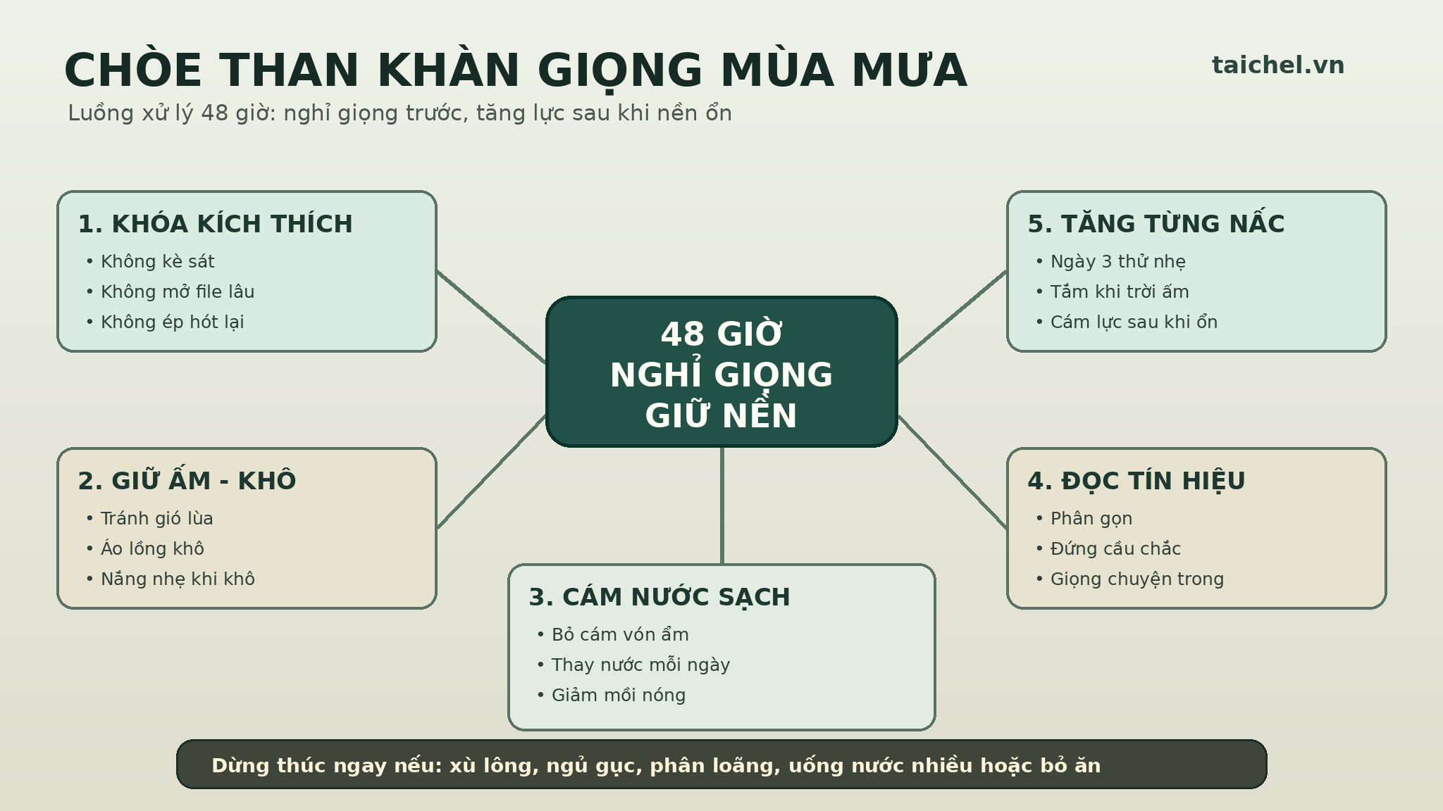 Infographic 48 giờ nghỉ giọng cho chòe than khàn giọng mùa mưa