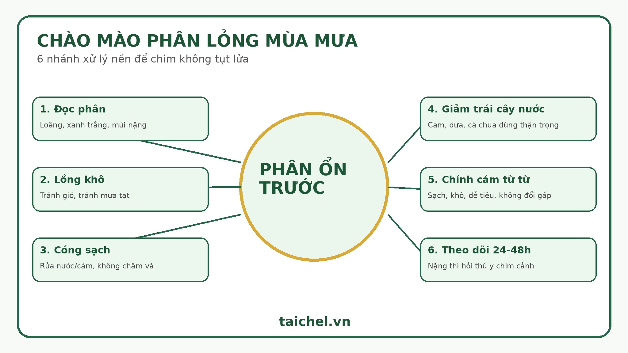 Infographic 6 nhánh xử lý chào mào phân lỏng mùa mưa
