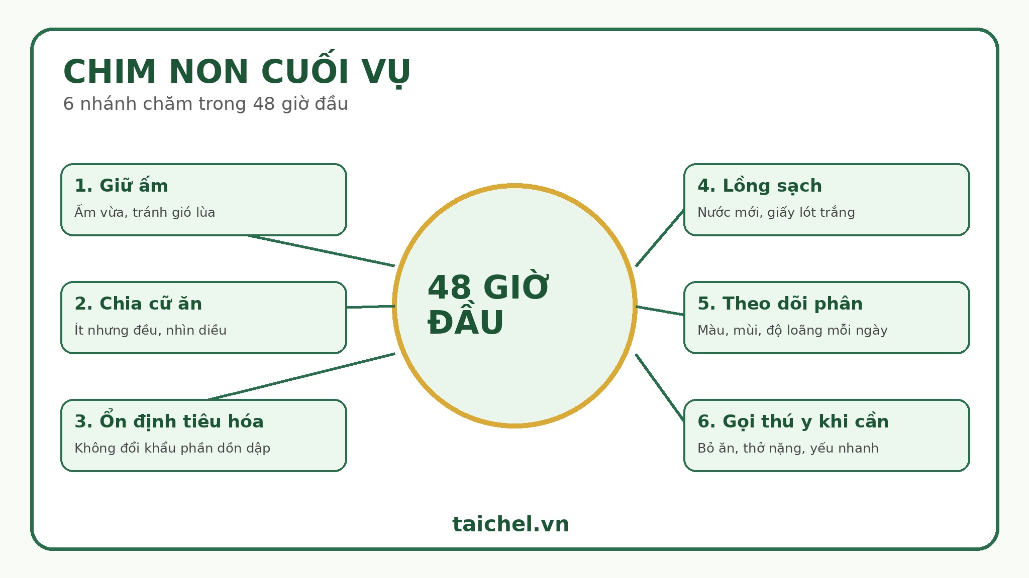 Infographic 6 nhánh chăm chim non cuối vụ trong 48 giờ đầu
