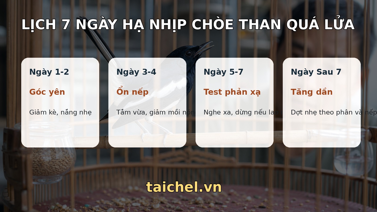 Infographic lịch 7 ngày hạ nhịp chòe than căng lửa