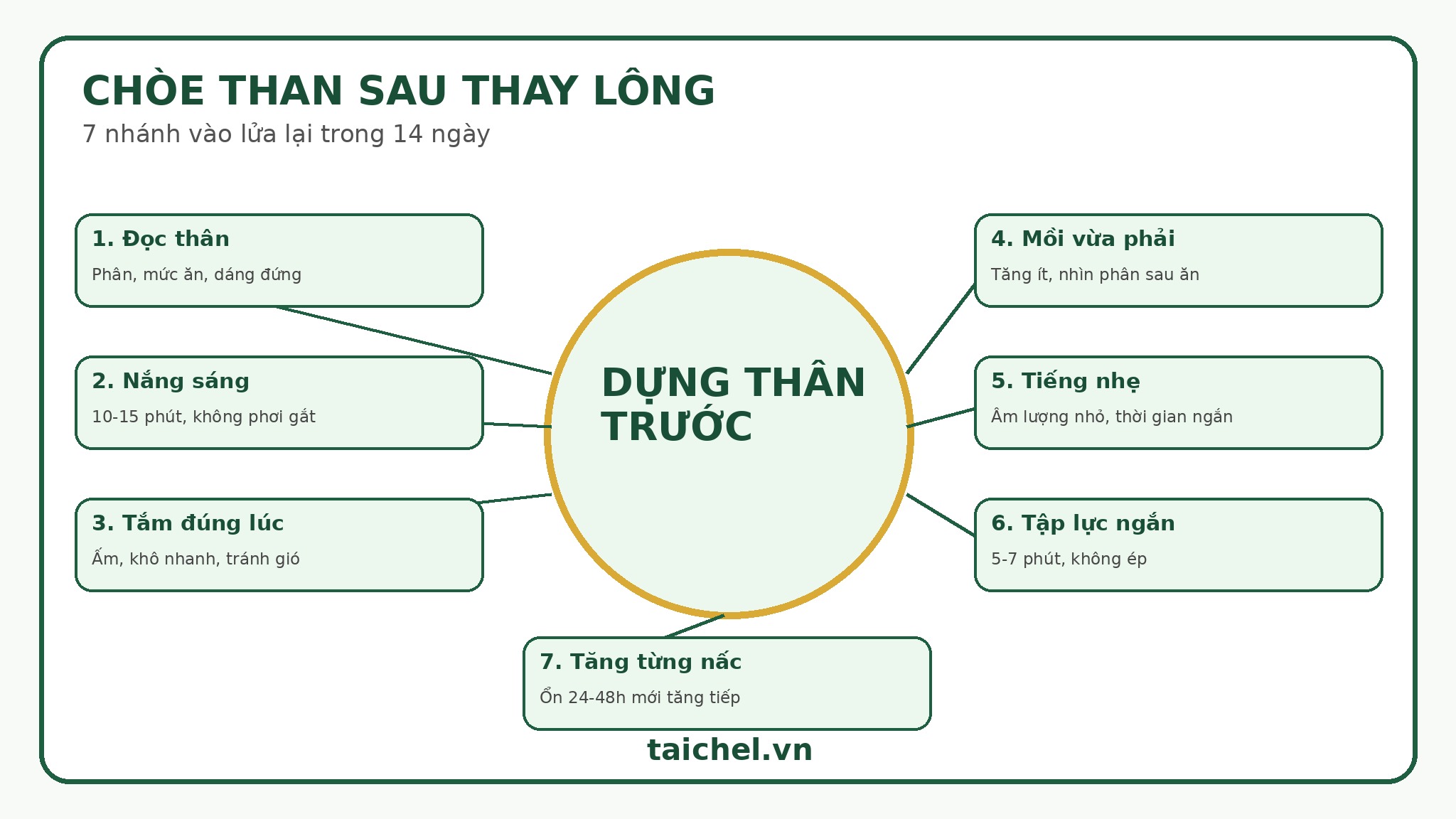 Infographic 7 nhánh vào lửa lại cho chòe than sau thay lông