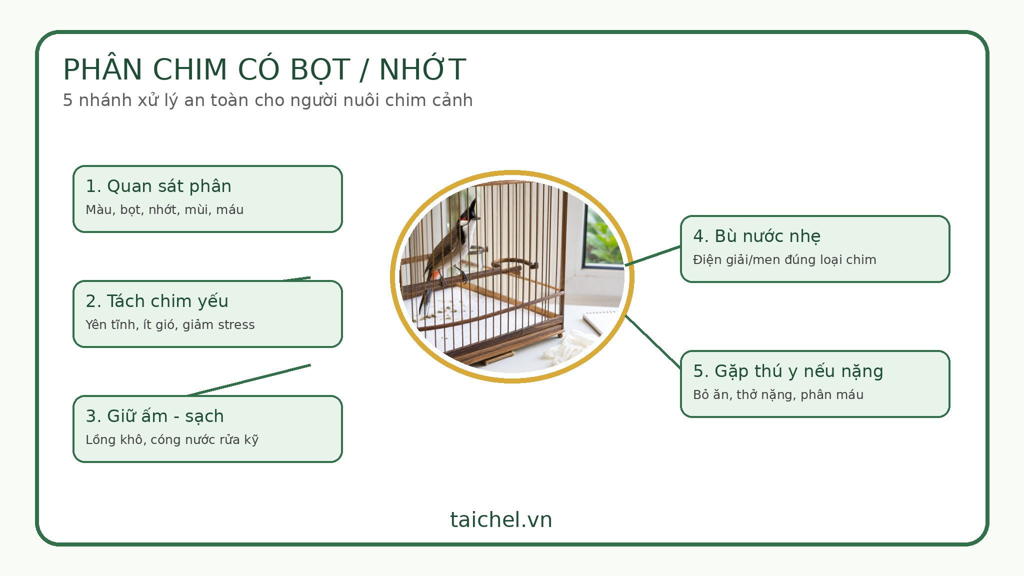 Infographic phân chim cảnh có bọt nhớt 5 nhánh xử lý an toàn