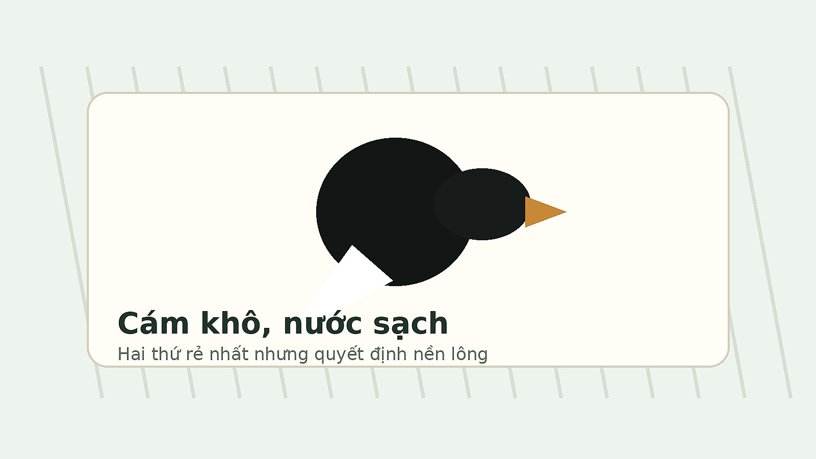 Cám khô và nước sạch cho chòe than thay lông