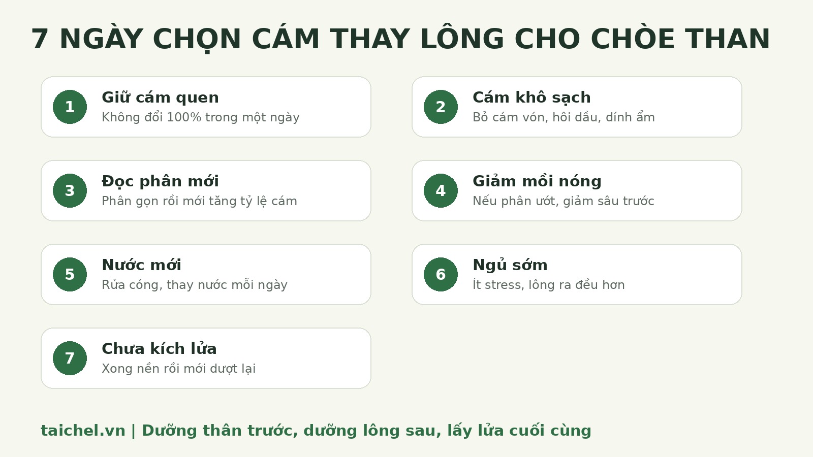 Infographic 7 ngày chọn cám thay lông cho chòe than
