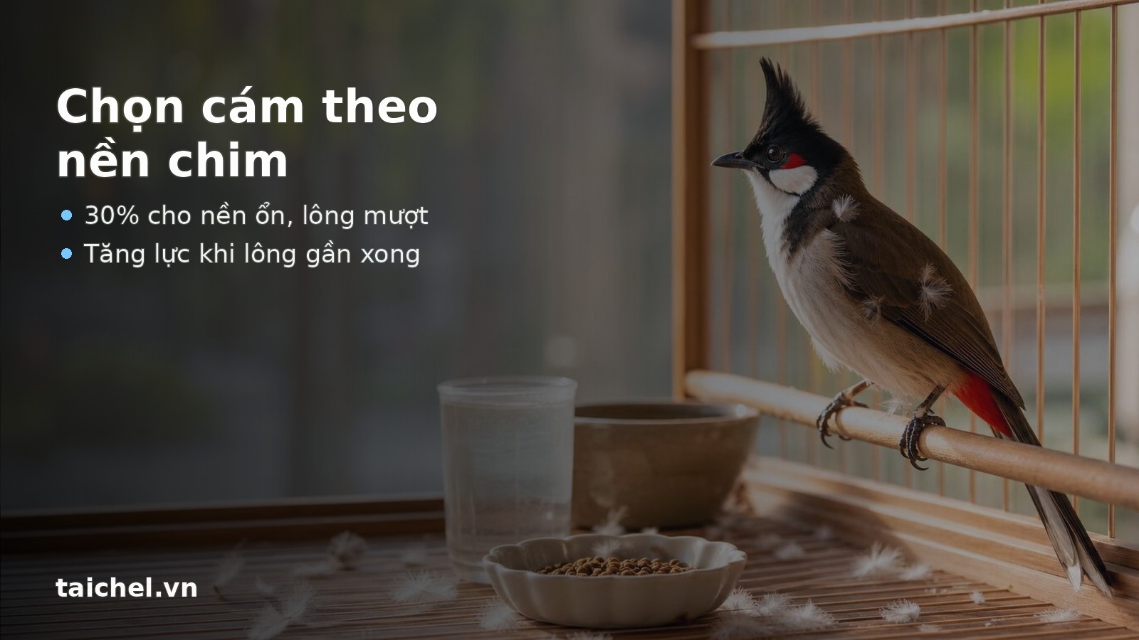Chọn cám TAICHEL theo nền chim chào mào thay lông