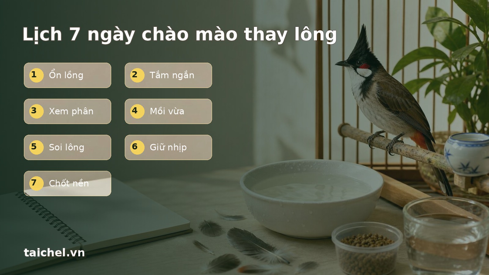 Infographic lịch 7 ngày chăm chào mào thay lông