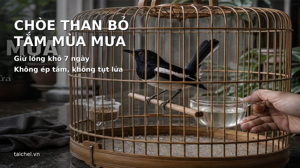 Ảnh bìa chim chòe than bỏ tắm mùa mưa, giữ lồng khô 7 ngày không tụt lửa