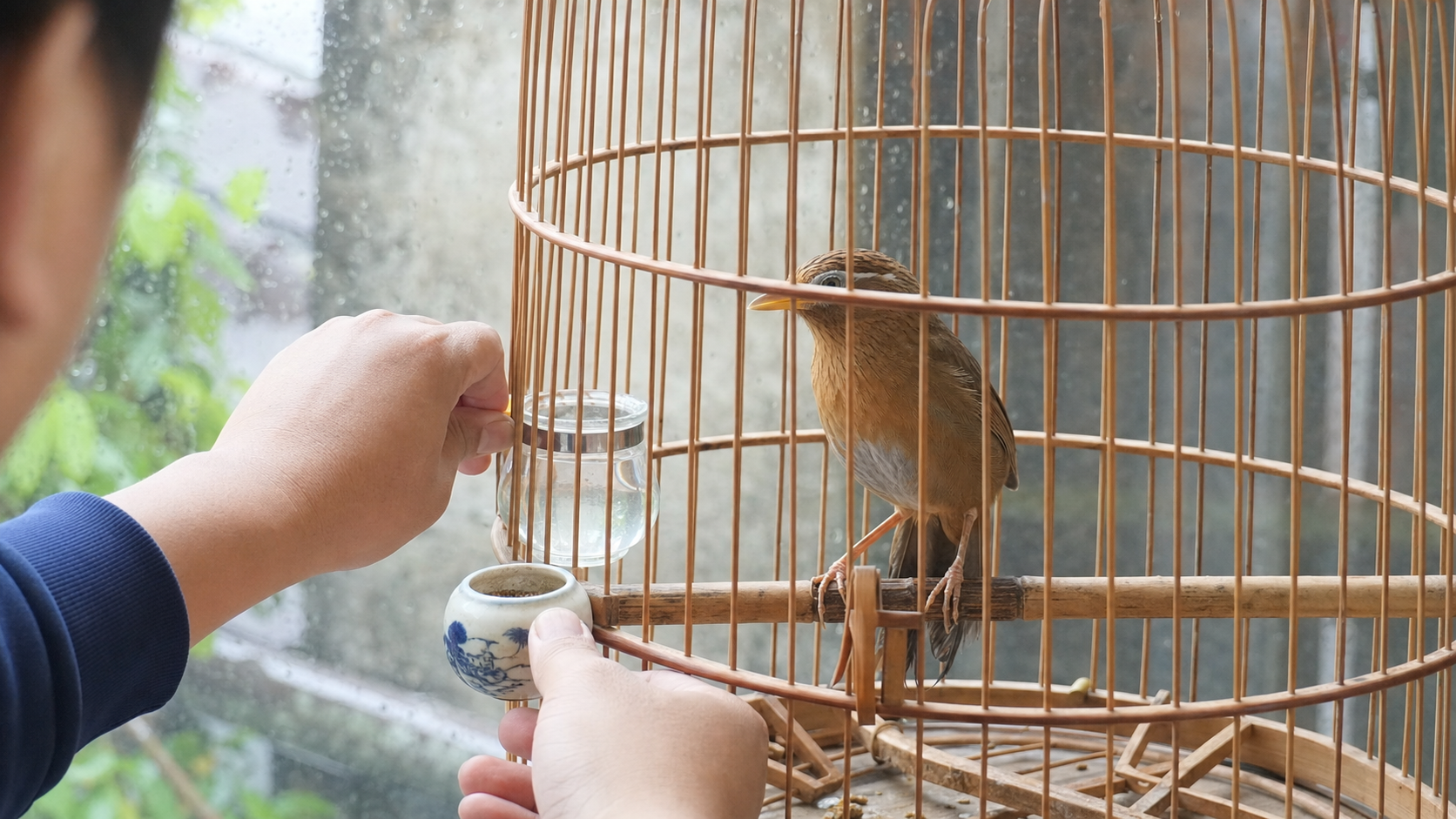 Chim cảnh trong lồng sạch khô để phòng rối loạn đường ruột mùa mưa