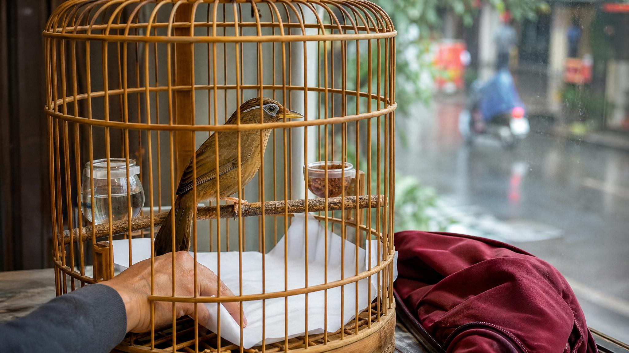 Họa mi trong lồng khô kín gió được thay giấy lót sau mưa