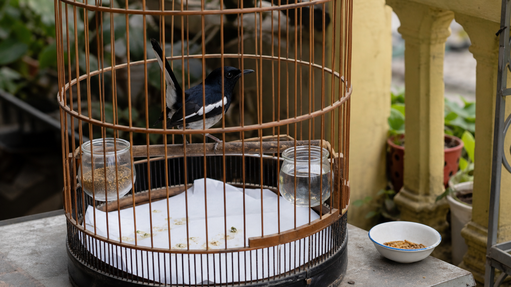 Chim chòe than bên cóng cám khô, nước sạch và giấy đọc phân