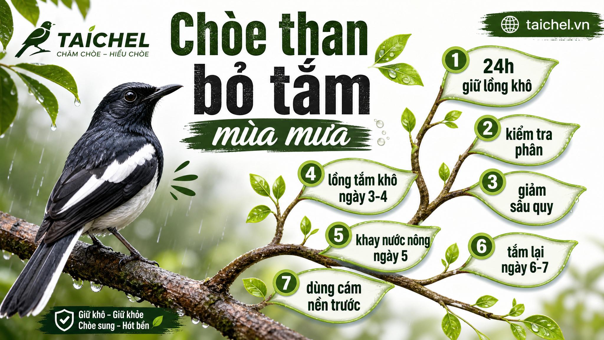 Infographic 7 ngày xử lý chòe than bỏ tắm mùa mưa