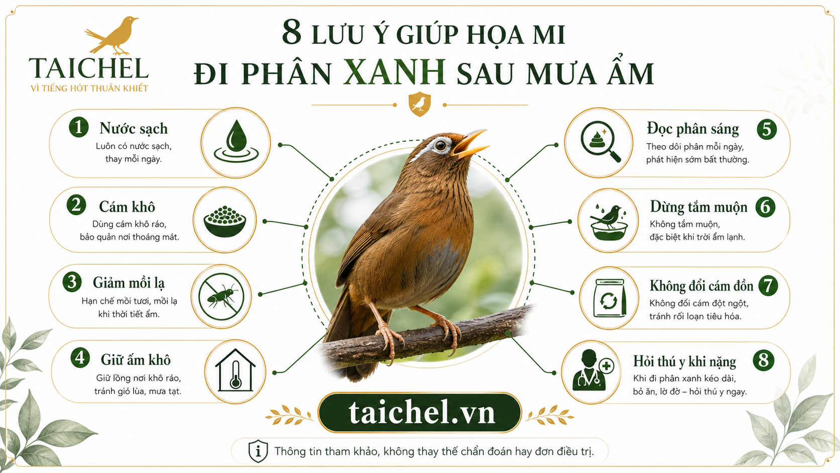 Infographic 8 nhánh xử lý khi họa mi đi phân xanh sau mưa ẩm