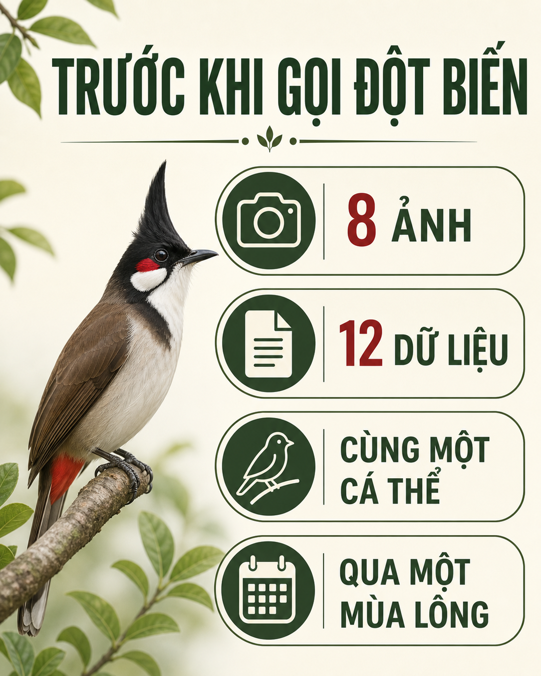 Infographic: Ảnh Chào Mào Bông, Bạch: 8 Góc Chụp Trước Khi Gọi Đột Biến