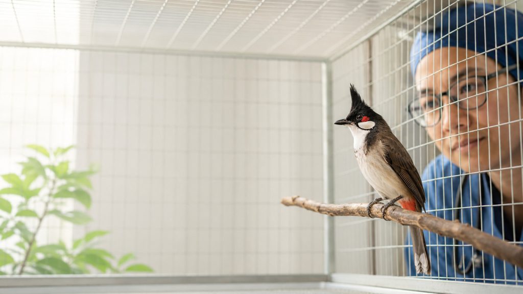 Bệnh Đậu Ở Chim Cảnh: Kinh Nghiệm Xử Lý 7 Bước An Toàn