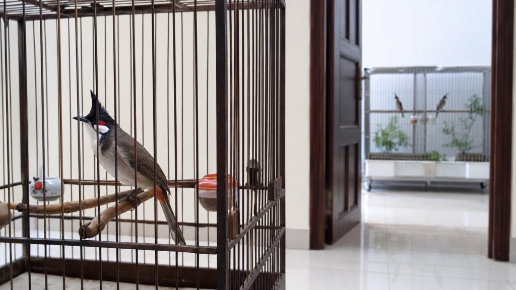 Cách Ly Chim Mới Mua Về: Quy Trình 30 Ngày Trước Khi Nhập Đàn