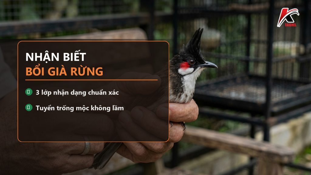 Cách Nhận Biết Chào Mào Bổi Già Rừng Và Tuyển Trống Mộc Chuẩn