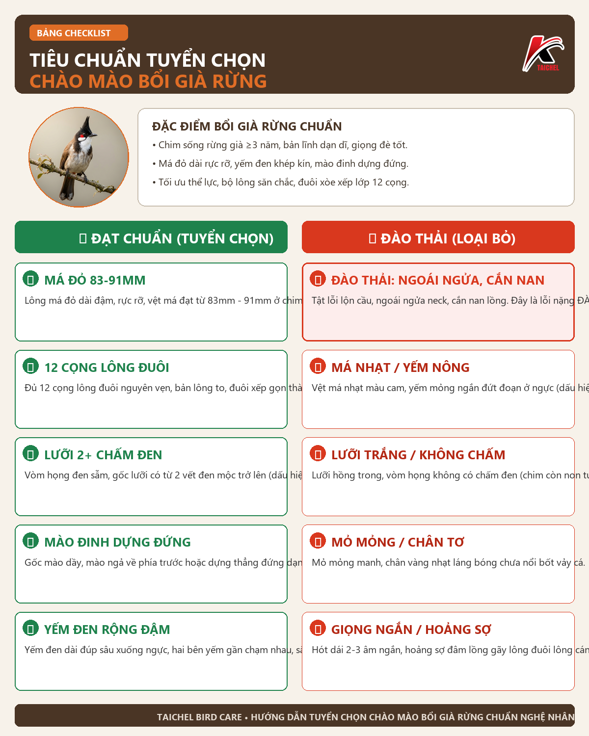 Infographic: Cách Nhận Biết Chào Mào Bổi Già Rừng Và Tuyển Trống Mộc Chuẩn