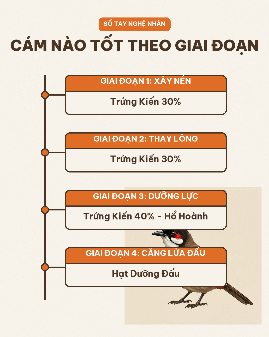 Infographic: Cám Chào Mào Loại Nào Tốt: So Sánh Thẳng Theo Từng Giai Đoạn Nuôi