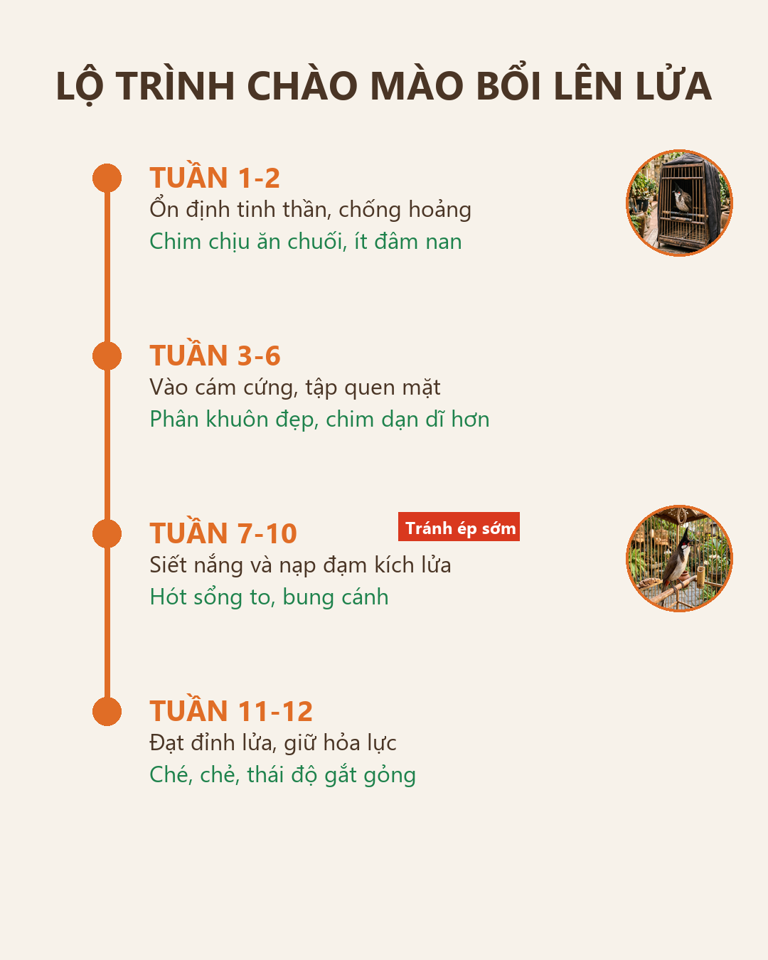 Infographic: Chào Mào Bổi Lên Lửa: Lộ Trình Thuần & Kích Bổi Không Tịt Lửa