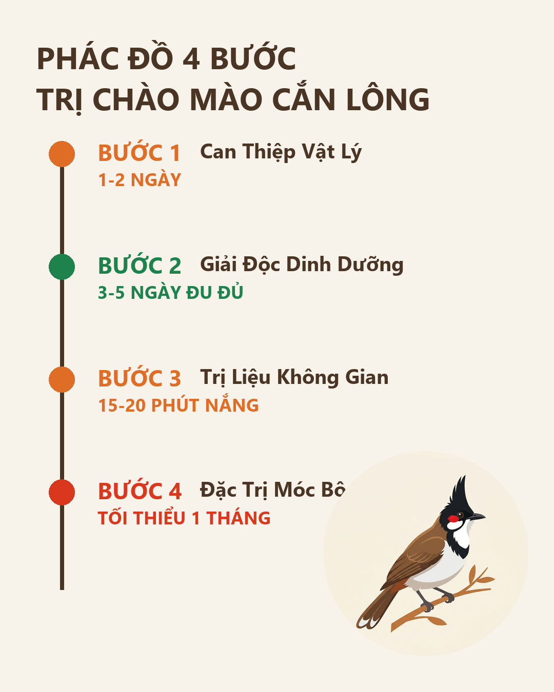 Infographic: Chào Mào Cắn Lông Phá Vĩ, Móc Bô: Phác Đồ 4 Bước Trị Tận Gốc