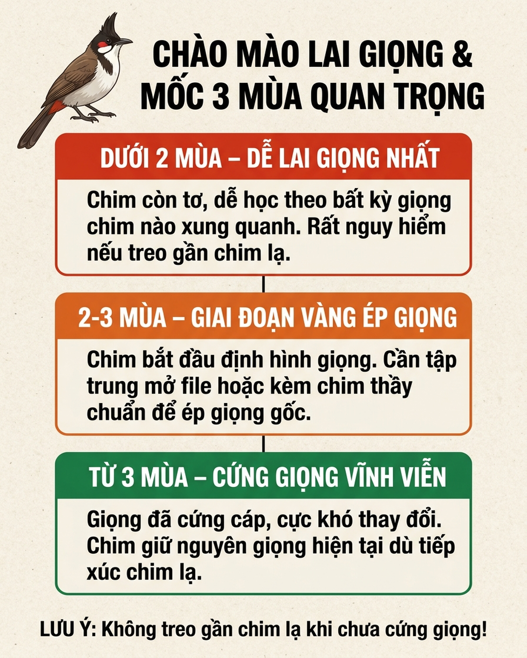 Infographic: Chào Mào Lai Giọng, Lẹo Giọng: Vì Sao Mất Giọng Gốc, Mốc 3 Mùa Cứng Giọng Và Sai Lầm Mở File