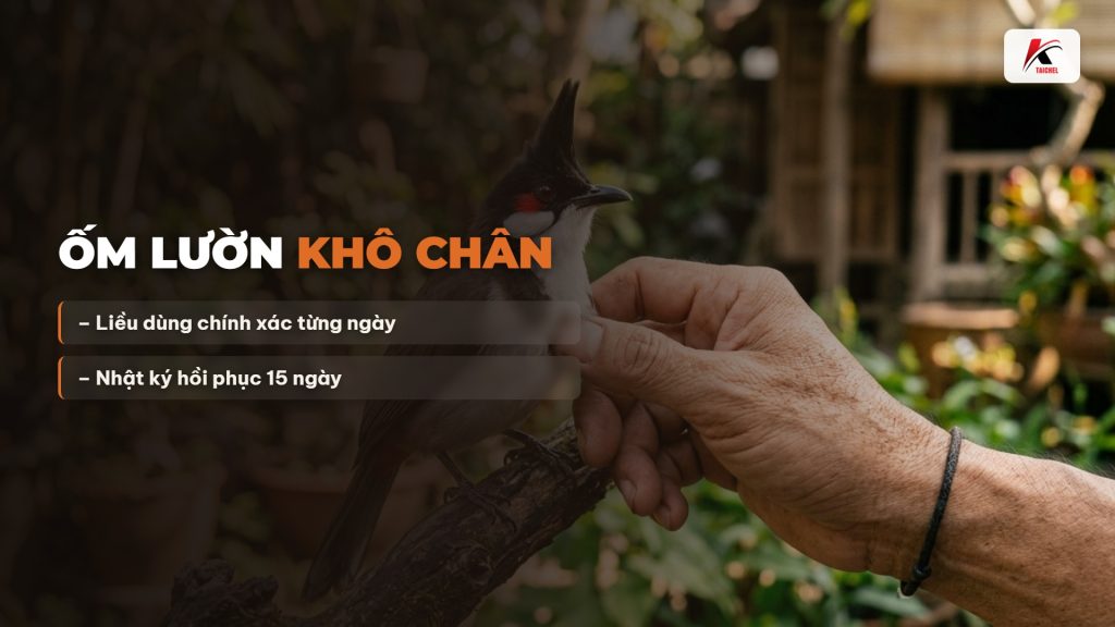 Chào Mào Ăn Khỏe Vẫn Ốm Lườn Khô Chân: Nhật Ký Liều Dùng 15 Ngày