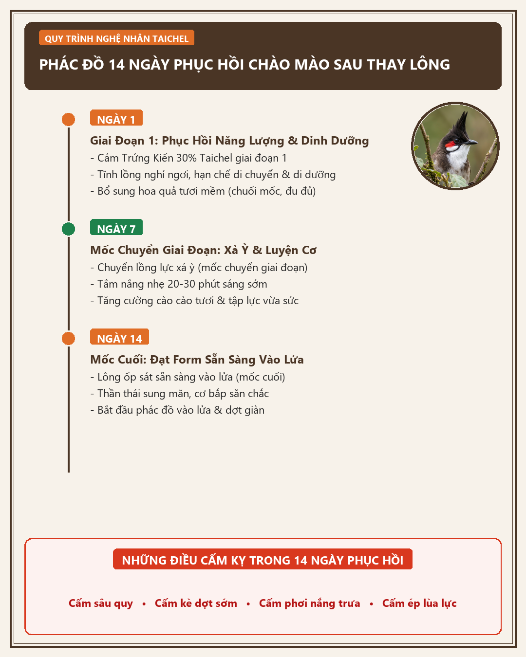Infographic: Chào Mào Vừa Xong Lông: Phác Đồ 14 Ngày Săn Cơ Trước Khi Vào Lửa