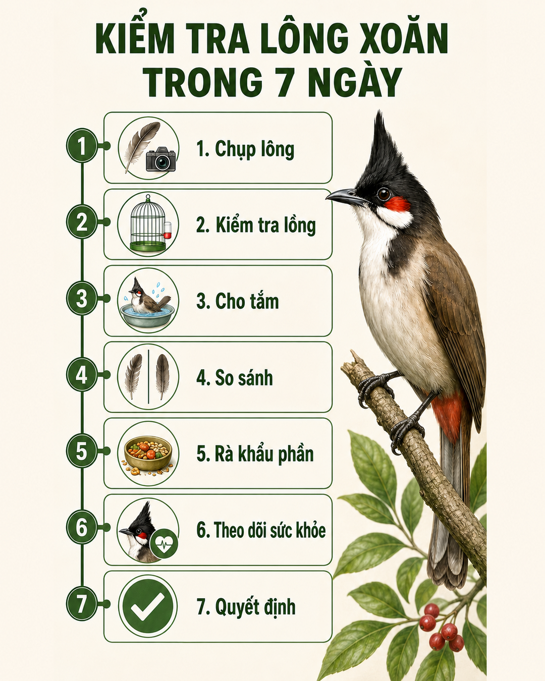 Infographic: Chào Mào Thay Lông Bị Xoăn: Do Sâu Quy, Cám Nóng Hay Thiếu Tắm?