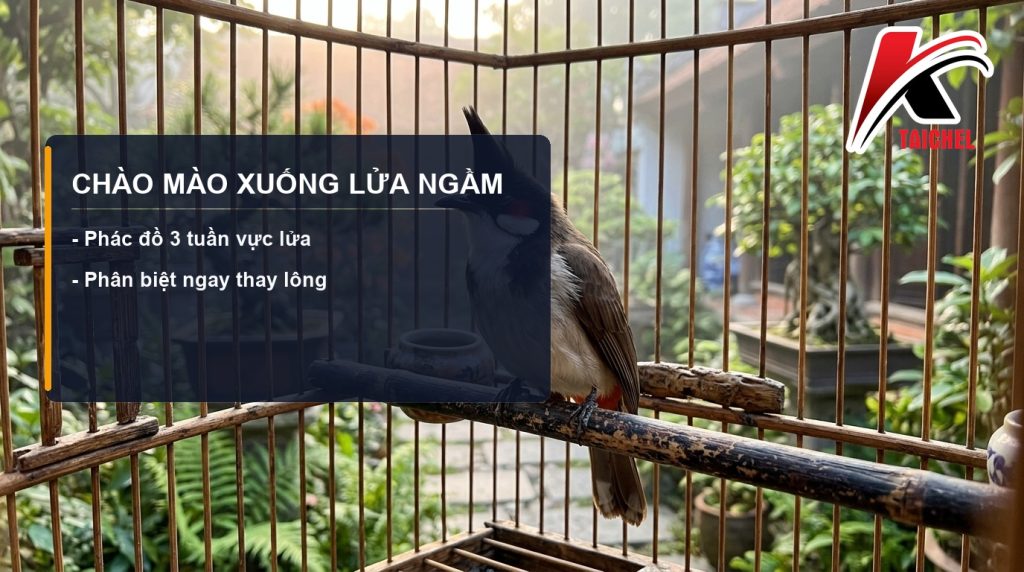 Chào Mào Xuống Lửa Ngầm: Dấu Hiệu Sớm Và Phác Đồ 3 Tuần