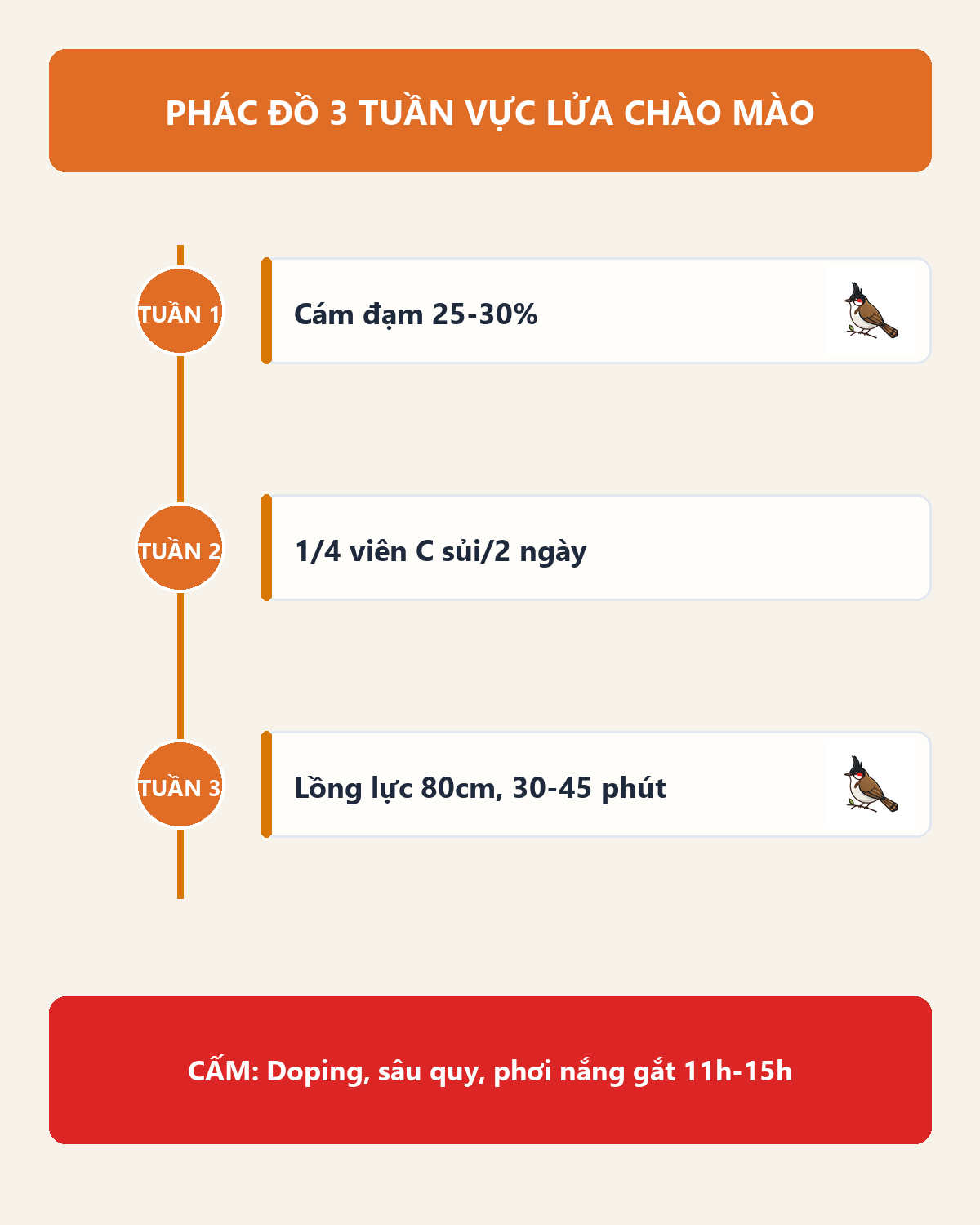Infographic: Chào Mào Xuống Lửa Ngầm: Dấu Hiệu Sớm Và Phác Đồ 3 Tuần