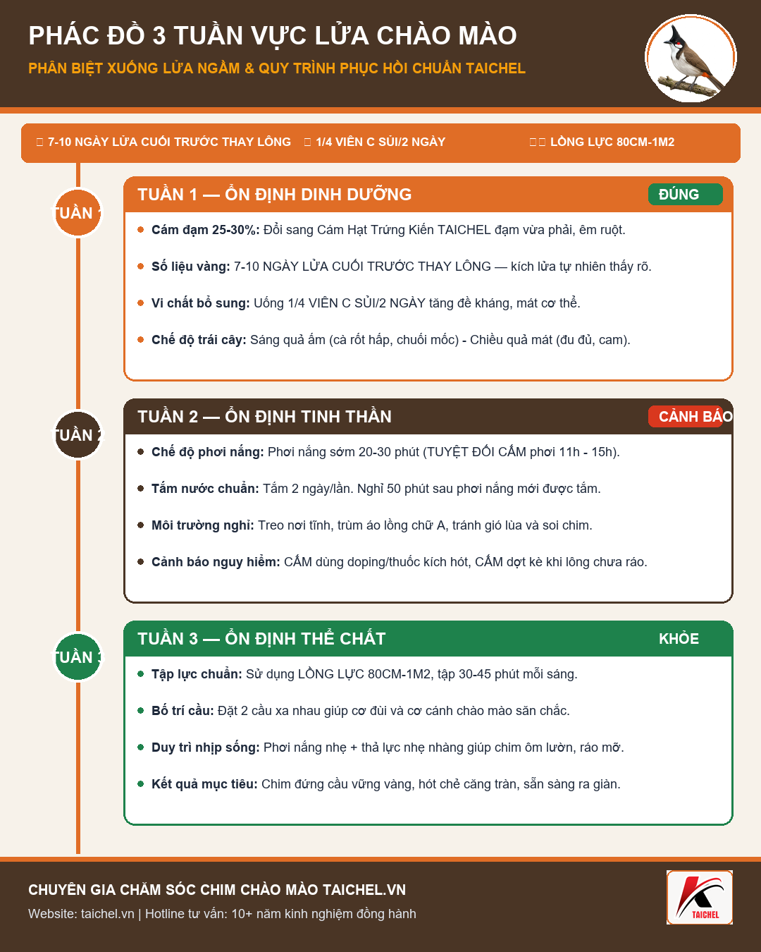 Infographic: Phác Đồ 3 Tuần Trị Chào Mào Xuống Lửa Ngầm