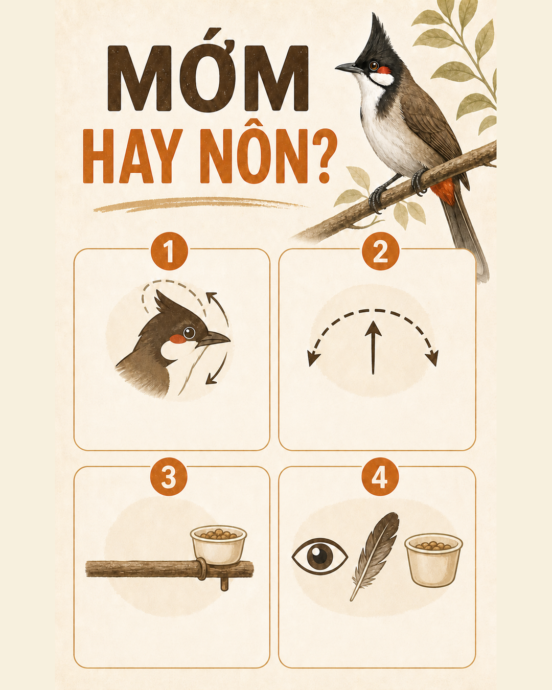 Infographic: Chim Mớm Thức Ăn Hay Chim Bị Nôn? Test 4 Dấu Hiệu