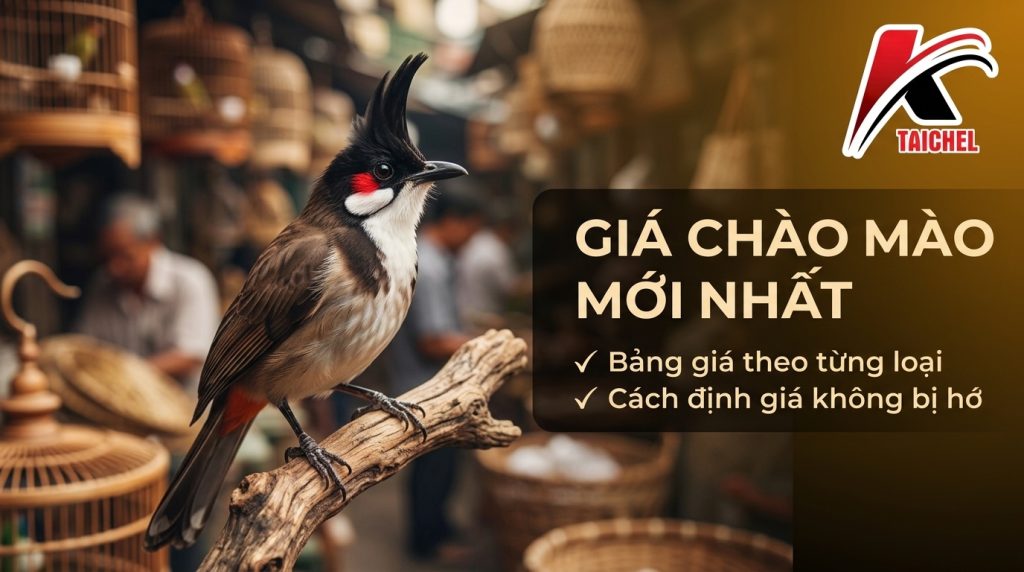 Ảnh bìa bài "Giá Chim Chào Mào Mới Nhất: Bảng Giá Theo Loại Và Cách Định Giá Chim Hay" — tiêu đề in trên ảnh cùng logo TAICHEL
