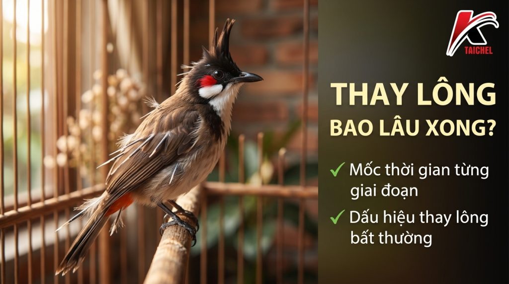 Ảnh bìa bài "Chào Mào Thay Lông Bao Lâu Mới Xong: Mốc Thời Gian Và Dấu Hiệu" — tiêu đề in trên ảnh cùng logo TAICHEL
