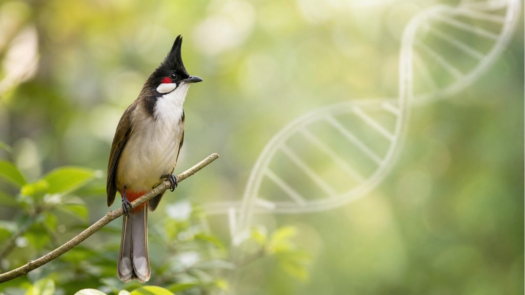 Ảnh bìa bài "Gene Màu Lông Chim: MC1R, ASIP, BCO2 Có Liên Quan Gì Đến Chào Mào?" — tiêu đề in trên ảnh cùng logo TAICHEL