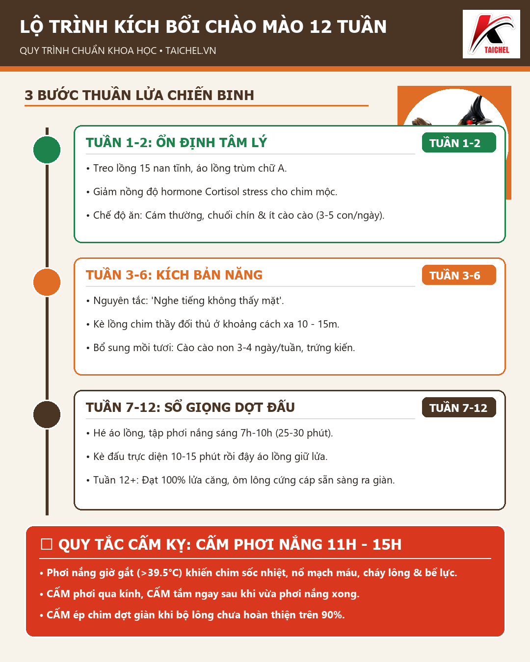 Infographic: Kích Bổi Chào Mào Chuẩn 3 Bước: Lộ Trình 12 Tuần Lên Lửa