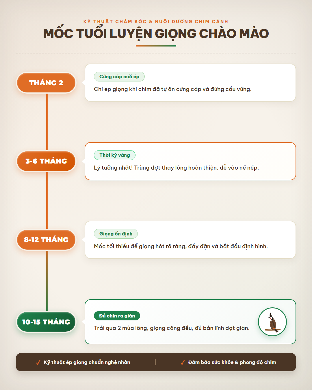 Infographic: Luyện Giọng Chào Mào Non: Mốc Tuổi, Giờ Vàng Và Khoảng Cách Thầy