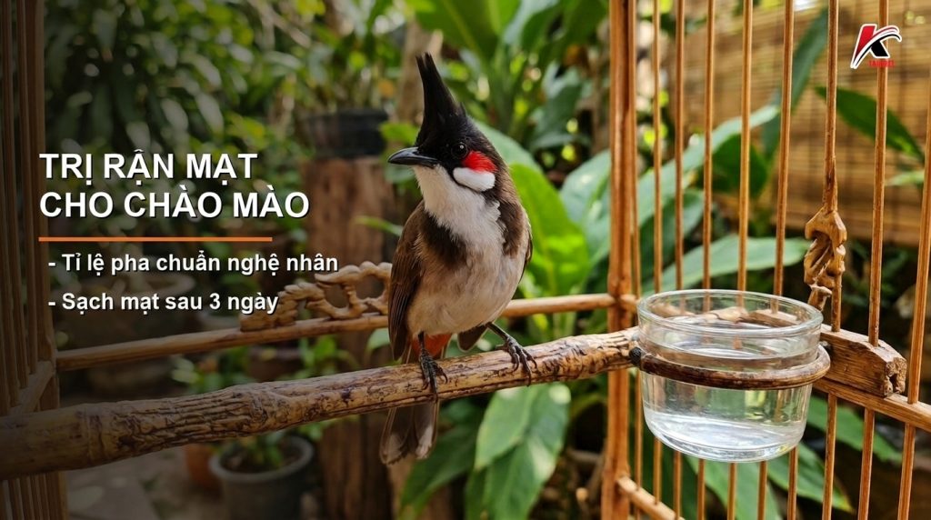 Trị Rận Mạt Cho Chào Mào: Tắm Dạ Hương Đúng Tỉ Lệ Pha