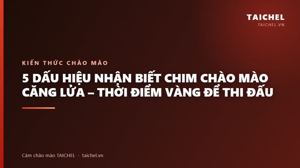 5 Dấu Hiệu Nhận Biết Chim Chào Mào Căng Lửa – Thời Điểm Vàng Để Thi Đấu