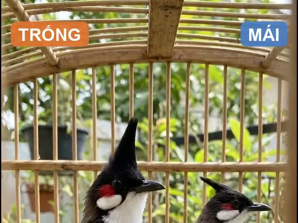 Chào mào bổi thi đấu thể hiện thái độ bung cánh và xòe đuôi trong lồng